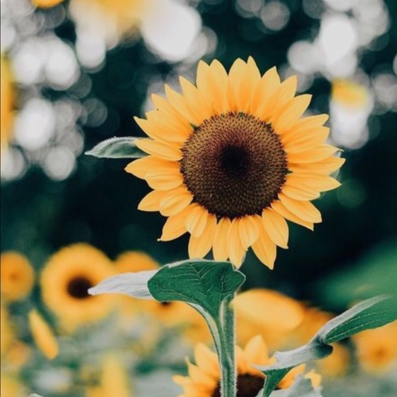 Meet your Posher, K - Picture 1 of 1